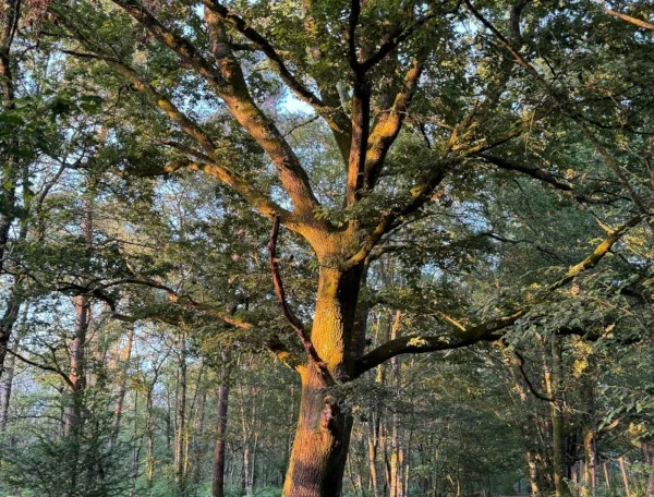 Grand arbre dans une clairière