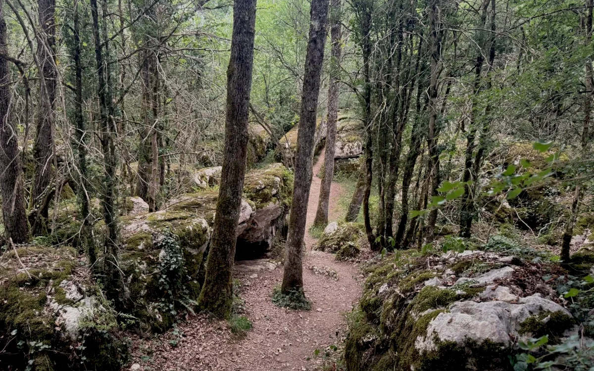 Grand arbre sacré dans une clairière